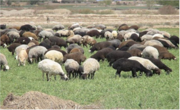 ثبت نخستین انجمن نژادی گوسفند کشور